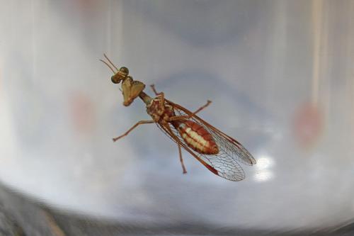 Réf. 268 933 : Mantispa styriaca